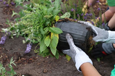 New flowers being planted in the Clifford House Community Gardens. 