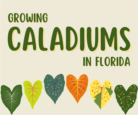 Growing Caladiums in Florida is on Tuesday, April 21