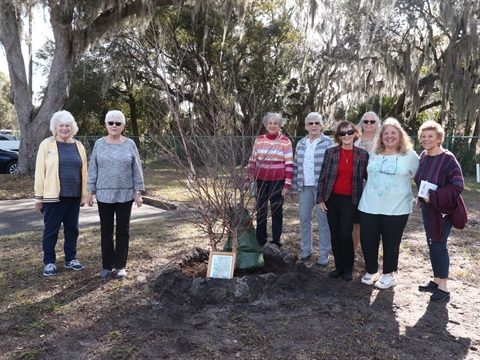 Camellia Garden Club with the tree they planted in Eustis